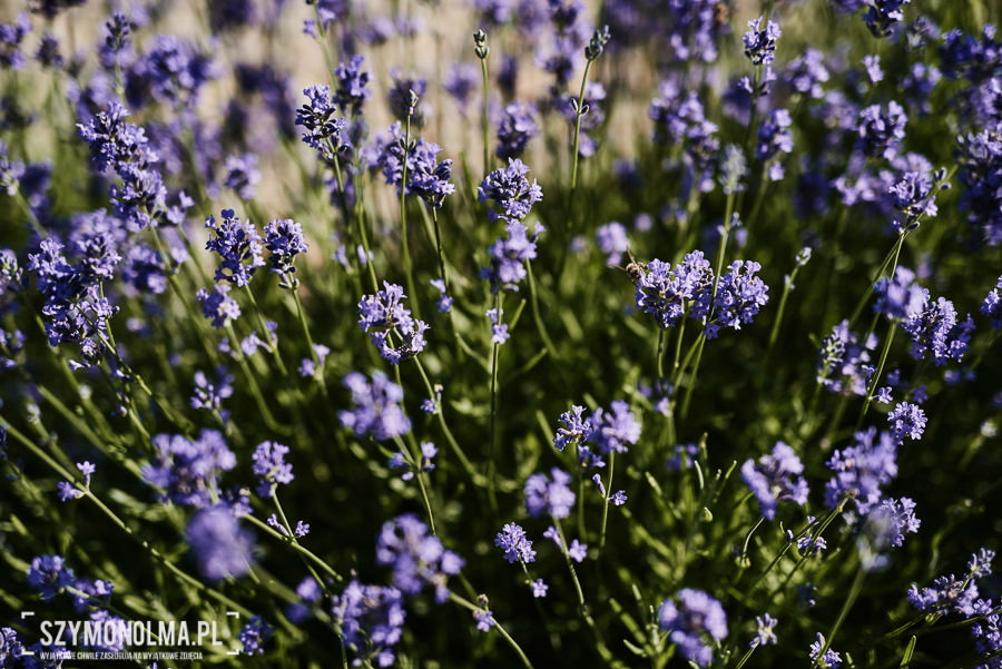 wesele dolina cedronu