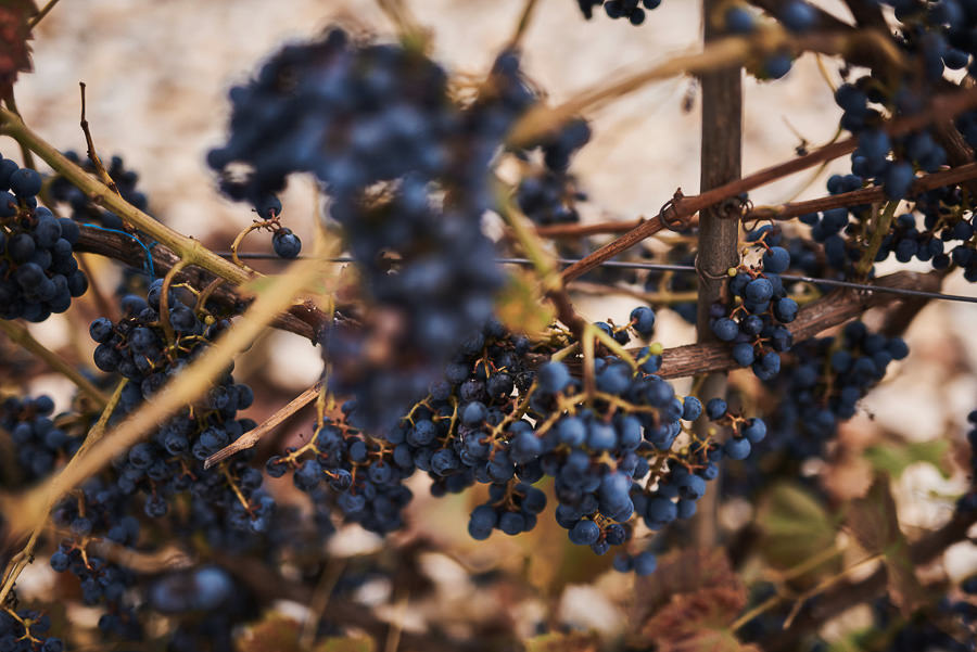 najlepsze miejsce na wesele pod krakowem