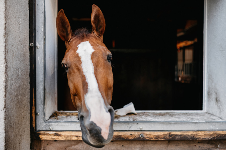 przygotowania oaza leńcze