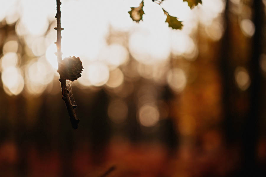 jesienna sesja ślubna